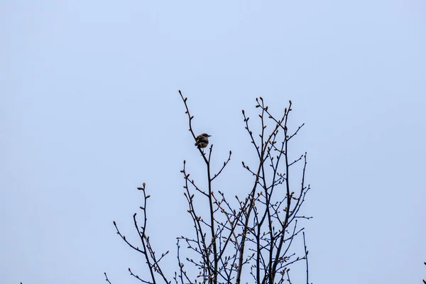 Estorninho Comum Estorninho Europeu Sturnus Vulgaris Alimentando Campo Verde Galhos — Fotografia de Stock