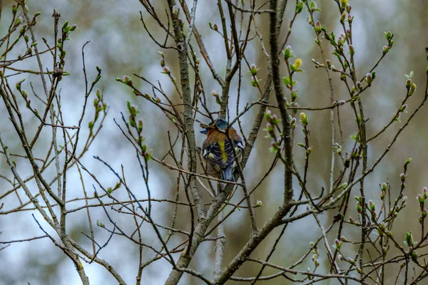 Fenouil Fringilla Coelebs Nourrissant Dans Champ Vert Été — Photo