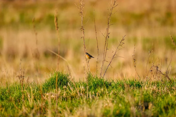 Fringuello Fringilla Coelebs Che Nutre Nel Campo Verde Estate — Foto Stock