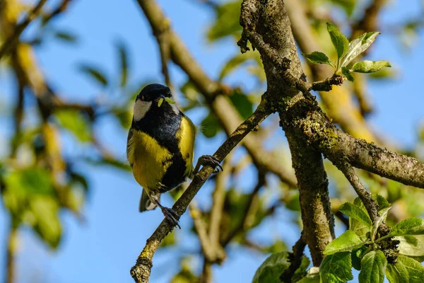 Great Tit Parus Major Feeding Green Field Trees — Foto Stock