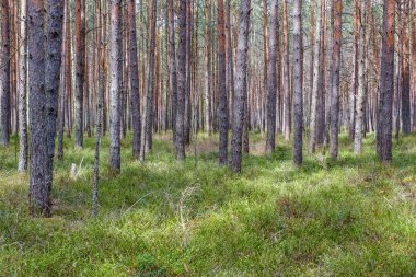 Arazinin kenarındaki ağaç gövdesi duvarı. Doğa Ormanı Sahnesi