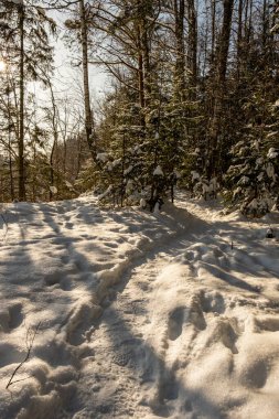 Kış ormanı sahne dokusu. Güneşli bir günde karla kaplı ağaçlar