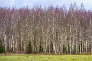 Arazinin kenarındaki ağaç gövdesi duvarı. Doğa Ormanı Sahnesi