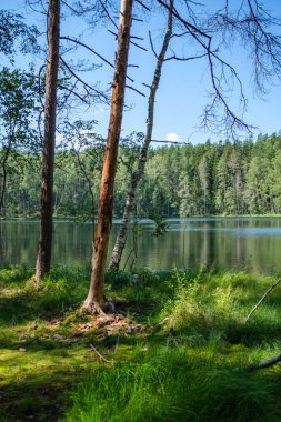 Suyun yanındaki ağaçlar mavi gökyüzü yüzeyde yansıyor