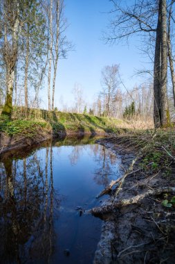 Suyun yanındaki ağaçlar mavi gökyüzü yüzeyde yansıyor