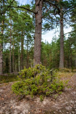Ağaç gövdeleri, tepeleri ve otları olan yeşil, taze yaz ormanı. yeşil ıslak yaprak