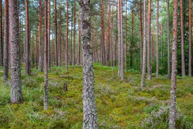 Ağaç gövdeleri, tepeleri ve otları olan yeşil, taze yaz ormanı. yeşil ıslak yaprak