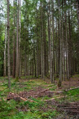 Ağaç gövdeleri, tepeleri ve otları olan yeşil, taze yaz ormanı. yeşil ıslak yaprak