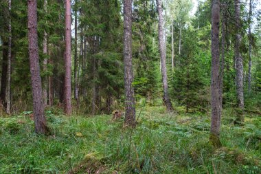 Ağaç gövdeleri, tepeleri ve otları olan yeşil, taze yaz ormanı. yeşil ıslak yaprak