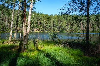 Suyun yanındaki ağaçlar mavi gökyüzü yüzeyde yansıyor