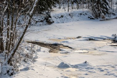 Kış ormanı sahne dokusu. Güneşli bir günde karla kaplı ağaçlar