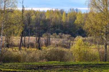 Arazinin kenarındaki ağaç gövdesi duvarı. Doğa Ormanı Sahnesi