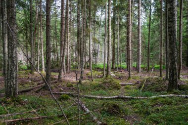 Ağaç gövdeleri, tepeleri ve otları olan yeşil, taze yaz ormanı. yeşil ıslak yaprak