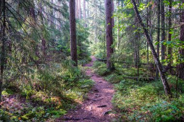 Ağaç gövdeleri, tepeleri ve otları olan yeşil, taze yaz ormanı. yeşil ıslak yaprak