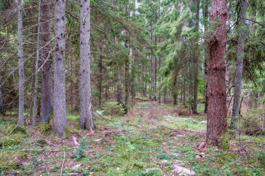 Ağaç gövdeleri, tepeleri ve otları olan yeşil, taze yaz ormanı. yeşil ıslak yaprak