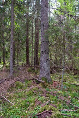Ağaç gövdeleri, tepeleri ve otları olan yeşil, taze yaz ormanı. yeşil ıslak yaprak