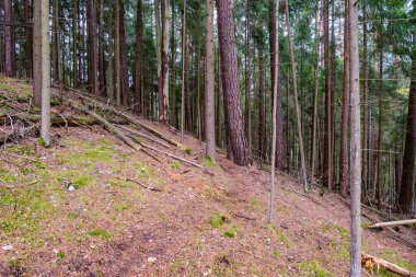 Arazinin kenarındaki ağaç gövdesi duvarı. Doğa Ormanı Sahnesi