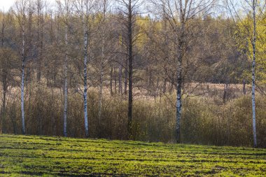 Arazinin kenarındaki ağaç gövdesi duvarı. Doğa Ormanı Sahnesi