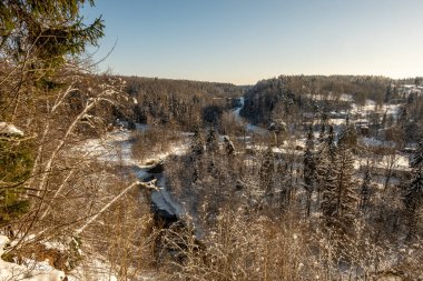 Kış ormanı sahne dokusu. Güneşli bir günde karla kaplı ağaçlar