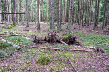 Ağaç gövdeleri, tepeleri ve otları olan yeşil, taze yaz ormanı. yeşil ıslak yaprak