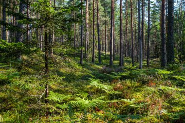 Ağaç gövdeleri, tepeleri ve otları olan yeşil, taze yaz ormanı. yeşil ıslak yaprak