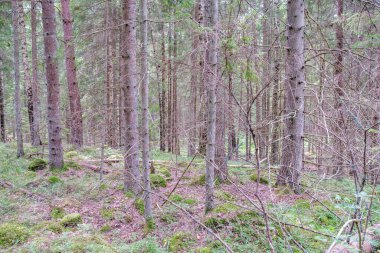 Ağaç gövdeleri, tepeleri ve otları olan yeşil, taze yaz ormanı. yeşil ıslak yaprak