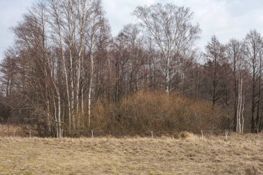 Arazinin kenarındaki ağaç gövdesi duvarı. Doğa Ormanı Sahnesi