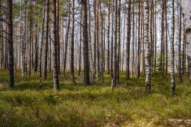 Arazinin kenarındaki ağaç gövdesi duvarı. Doğa Ormanı Sahnesi