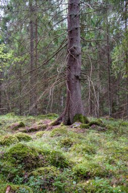 Ağaç gövdeleri, tepeleri ve otları olan yeşil, taze yaz ormanı. yeşil ıslak yaprak