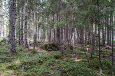 Ağaç gövdeleri, tepeleri ve otları olan yeşil, taze yaz ormanı. yeşil ıslak yaprak