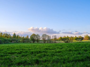 Arka planda orman olan kırsal kesimlerdeki bahar tarlaları. yeşil çimenler