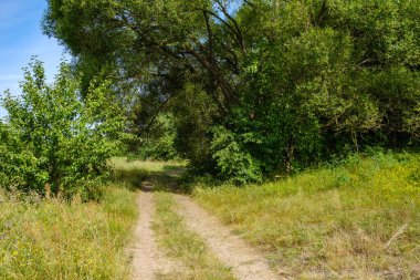 Çakıl taşı yüzeyi ve yeşil yaprakları olan dar kırsal orman yolu.