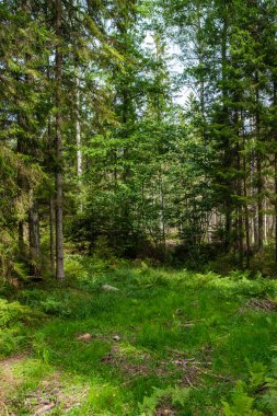Ağaç gövdeleri, tepeleri ve otları olan yeşil, taze yaz ormanı. yeşil ıslak yaprak