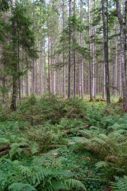 Ağaç gövdeleri, tepeleri ve otları olan yeşil, taze yaz ormanı. yeşil ıslak yaprak