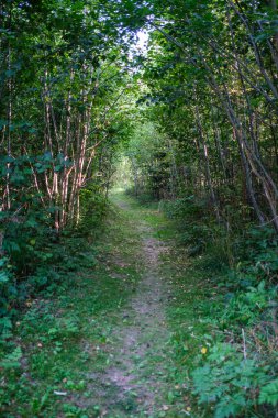 Ağaç gövdeleri, tepeleri ve otları olan yeşil, taze yaz ormanı. yeşil ıslak yaprak