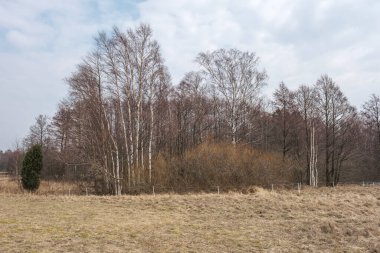 Arazinin kenarındaki ağaç gövdesi duvarı. Doğa Ormanı Sahnesi