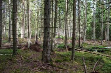 Ağaç gövdeleri, tepeleri ve otları olan yeşil, taze yaz ormanı. yeşil ıslak yaprak