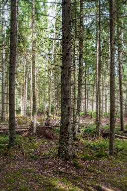 Ağaç gövdeleri, tepeleri ve otları olan yeşil, taze yaz ormanı. yeşil ıslak yaprak