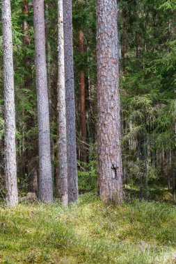 Arazinin kenarındaki ağaç gövdesi duvarı. Doğa Ormanı Sahnesi