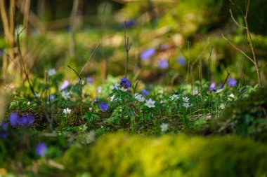 Güneşli bir günde yeşil çimlerde küçük mavi bahar çiçekleri