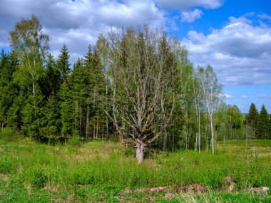 Arka planda orman olan kırsal kesimlerdeki bahar tarlaları. yeşil çimenler