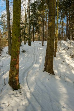 Kış ormanı sahne dokusu. Güneşli bir günde karla kaplı ağaçlar