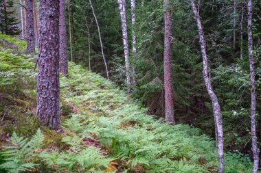 Ağaç gövdeleri, tepeleri ve otları olan yeşil, taze yaz ormanı. yeşil ıslak yaprak