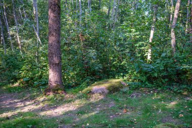 Ağaç gövdeleri, tepeleri ve otları olan yeşil, taze yaz ormanı. yeşil ıslak yaprak