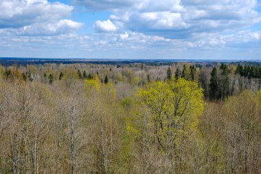 Arka planda orman olan kırsal kesimlerdeki bahar tarlaları. yeşil çimenler