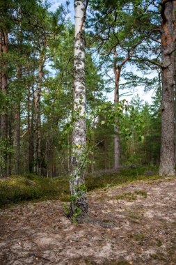 Ağaç gövdeleri, tepeleri ve otları olan yeşil, taze yaz ormanı. yeşil ıslak yaprak