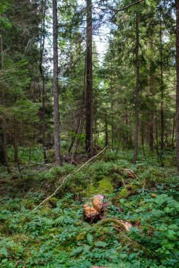 Ağaç gövdeleri, tepeleri ve otları olan yeşil, taze yaz ormanı. yeşil ıslak yaprak
