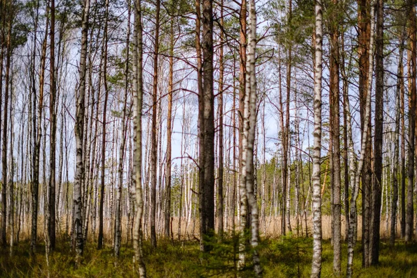 Stěna Kmene Stromu Straně Pole Přírodní Lesní Scéna — Stock fotografie