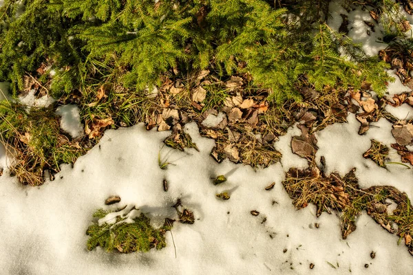 冬の森の風合い 晴れた日に雪に覆われた木は — ストック写真