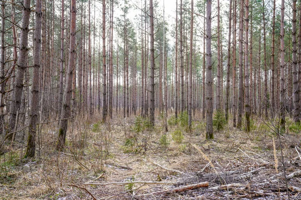 Trädstam Vägg Sidan Fältet Natur Skog Scen — Stockfoto